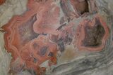 Polished Devil's Red Agate - TeePee Canyon, South Dakota #373396-1